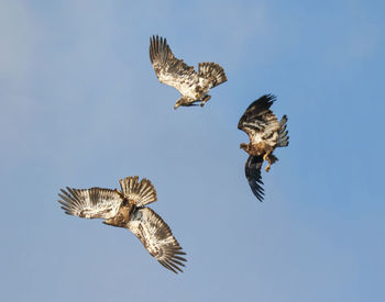 Low angle view of eagle flying in sky