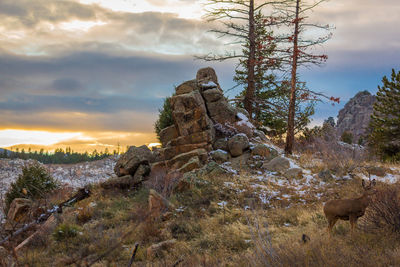 View of tree on landscape against sky