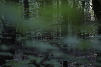 Defocused view of trees in forest