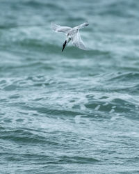 Tern flying over sea