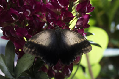 Close-up of insect on flower