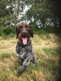 Portrait of dog on field against trees