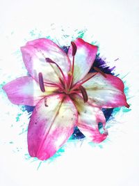 Close-up of pink rose on white background