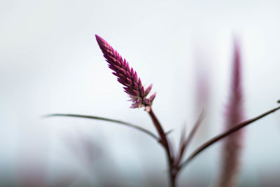 Close-up of flower against blurred background