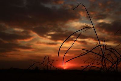 Silhouette plants on field against sky during sunset