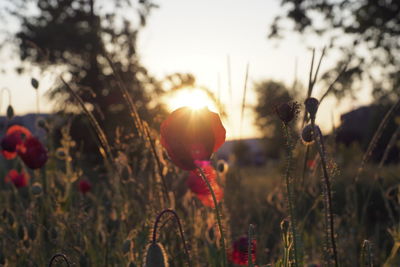 Close-up of flowering plants on field against sky during sunset