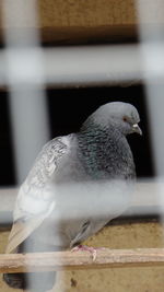 Close-up of bird perching