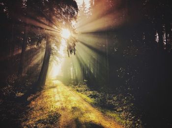 Sunlight streaming through trees in forest against bright sun