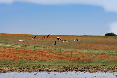 View of flamingos on field against sky
