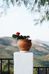 Close-up of potted plant against railing