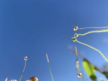 Low angle view of flowering plant against clear blue sky