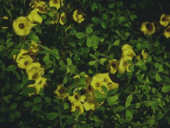 Close-up of yellow flowers