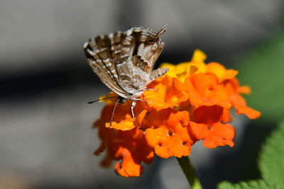 Close-up of butterfly pollinating on orange flower