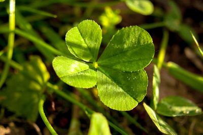 Close up of green leaves