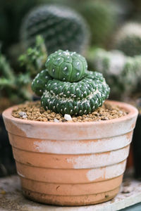 Close-up of succulent plant