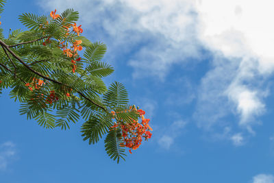 Low angle view of tree branch against sky