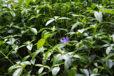 Close-up of purple flowering plant