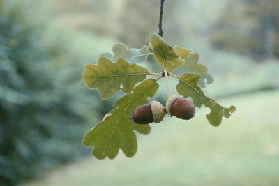 Close-up of acorns on tree during autumn