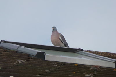 Low angle view of bird perching on roof