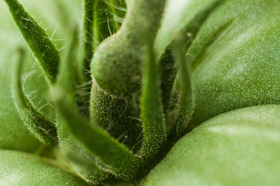 Full frame shot of plant