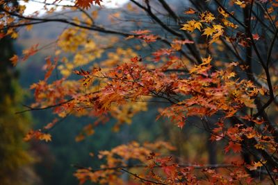 Autumn leaves on tree