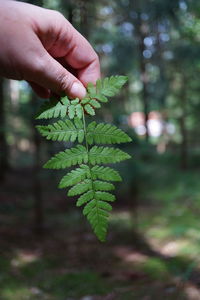 Cropped hand holding plant