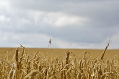 Close-up of wheat growing on farm against cloudy sky