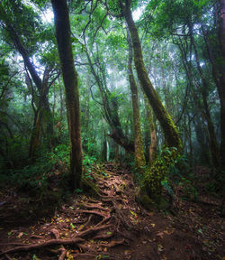 Trees in forest