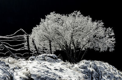 Close-up of tree against sky during winter