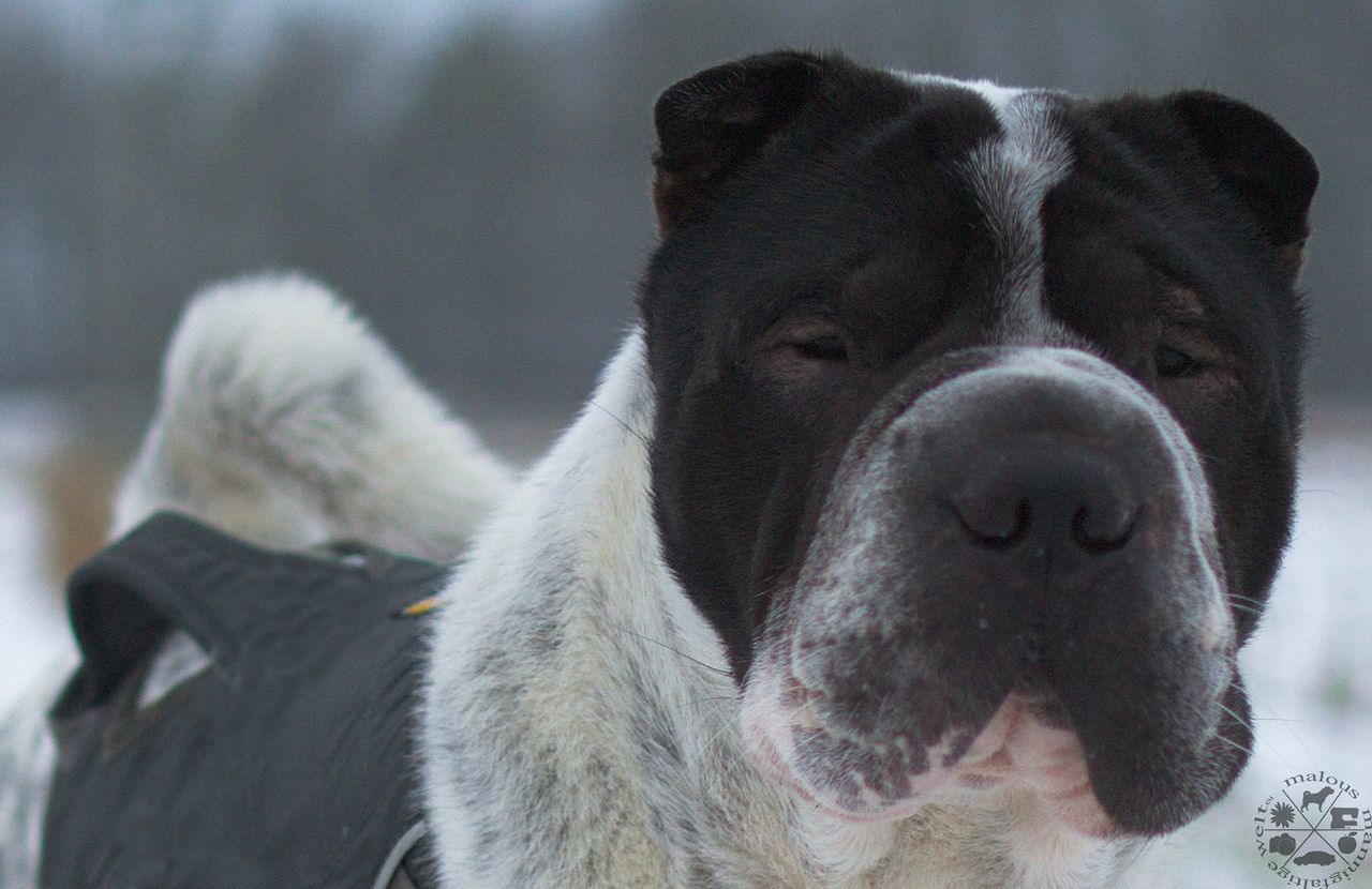 mammal, domestic animals, animal themes, pets, dog, one animal, looking at camera, portrait, no people, close-up, day, indoors