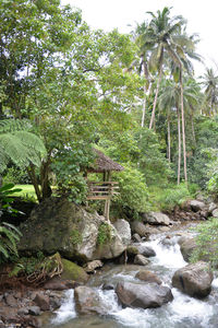 Scenic view of trees by plants