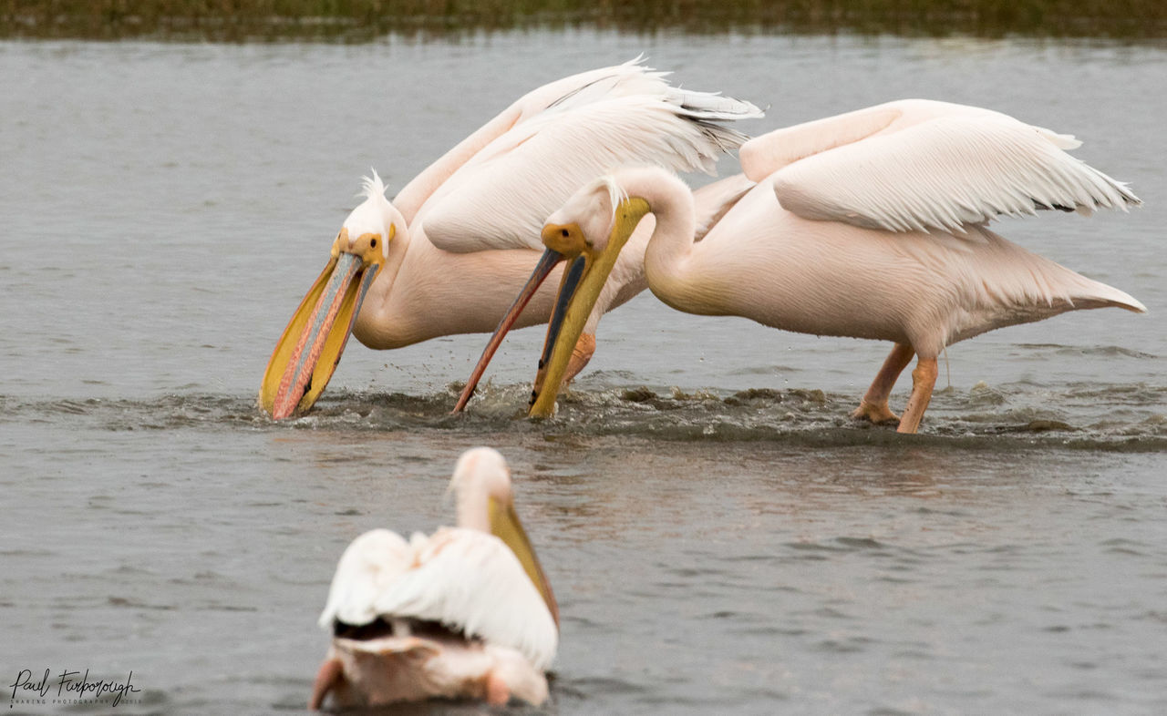 WHITE HERON IN LAKE