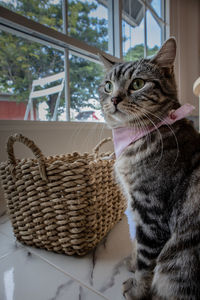 Cat sitting in basket