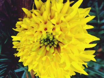 Close-up of yellow flower blooming outdoors
