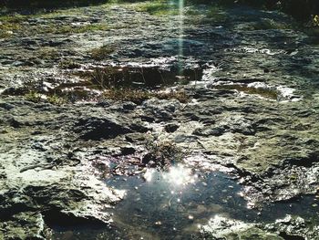 Reflection of trees in water