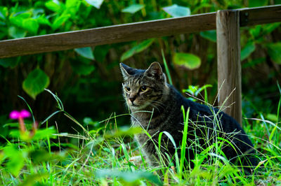 Cat looking away on grassy field