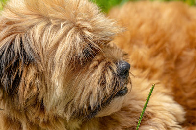 Close-up of dog