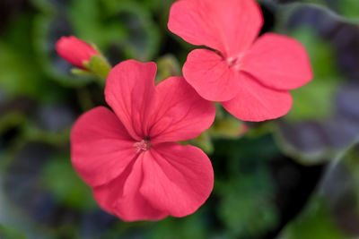 Close-up of blooming outdoors