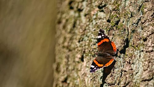 Close-up of butterfly perching on leaf