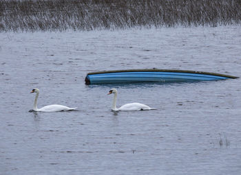 Ducks swimming on lake
