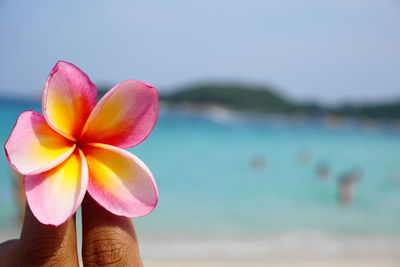 Close-up of frangipani blooming on beach against sky
