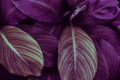 Purple tropical leaves texture background