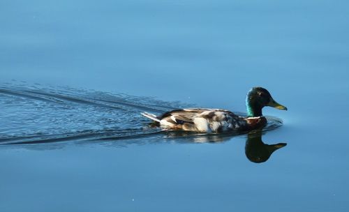 Duck swimming in lake