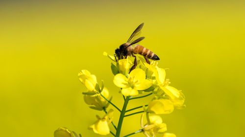 Close-up of insect pollinating on yellow flower