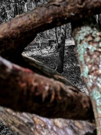 Close-up of tree trunk