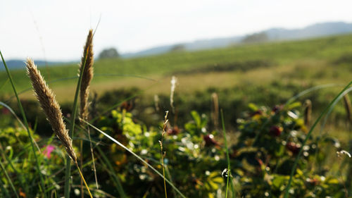 Close-up of crop growing on field