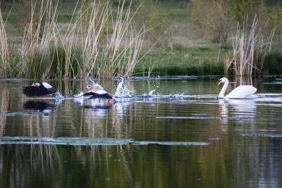 Swans swimming in lake