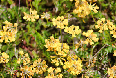 Close-up of yellow flowering plants on field