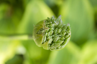 Close-up of flower buds