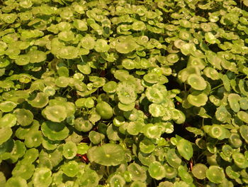 Full frame shot of leaves 